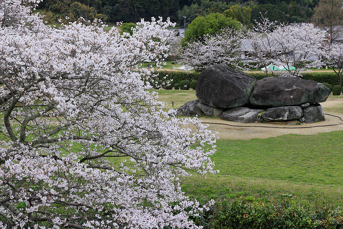 Ishibutai (stone stage) and cherry blossoms Asuka Village, Nara Prefecture