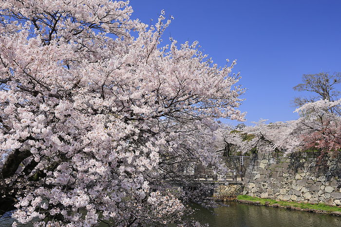 Hikone Castle Cherry blossoms in the middle moat Hikone City, Shiga Prefecture