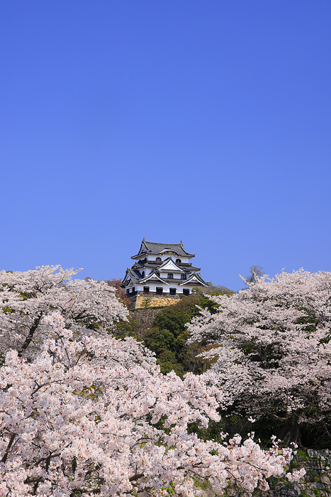 Hikone Castle: Cherry blossoms in the middle moat and the castle tower Hikone City, Shiga Prefecture
