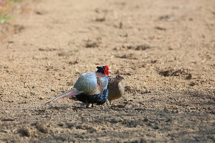 Pheasant (male and female) Saitama, Japan