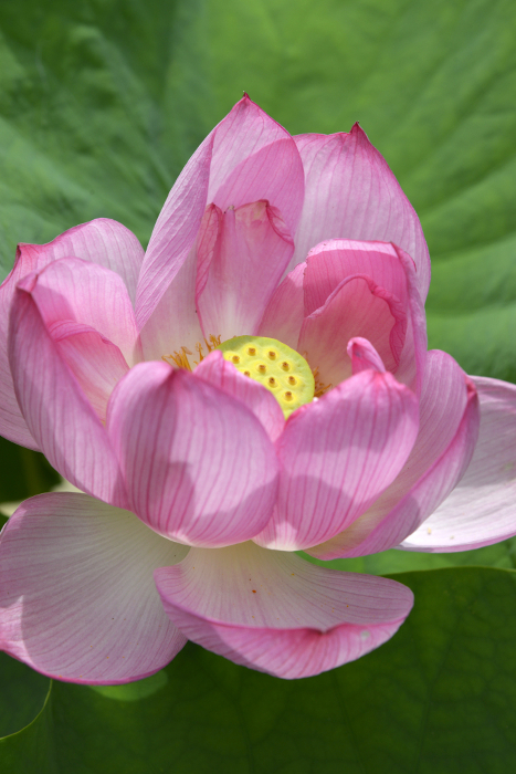 Lotus flower Petals