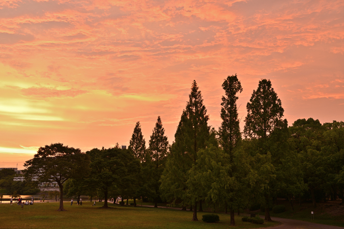 Evening view with metasequoia