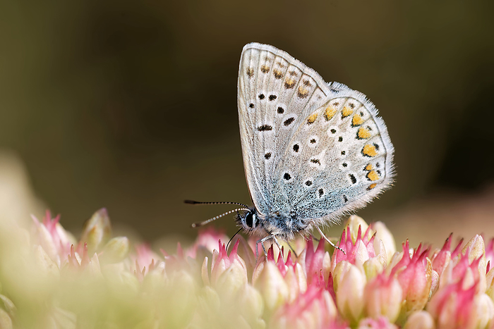 common blue butterfly common blue butterfly