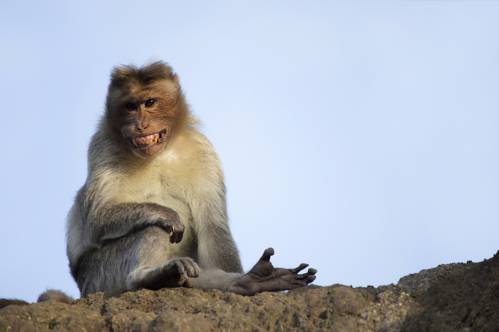 Rhesus macaque or monkey barring his teeth, Maharashtra, India. Rhesus macaque or monkey barring his teeth, Maharashtra, India.