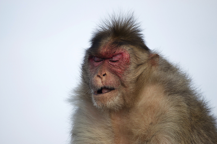 Rhesus macaque or monkey with sad expression, Maharashtra, India. Rhesus macaque or monkey with sad expression, Maharashtra, India.