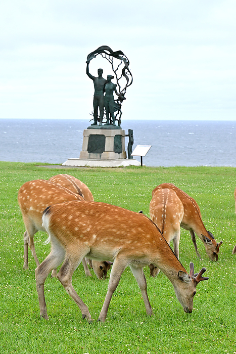 A herd of male Ezo sika deer  Cervus nippon yesoensis  grazing in front of the Akebono statue in Cape Soya Peace Park, Hokkaido Taken at Cape Soya Peace Park. All males in the herd.