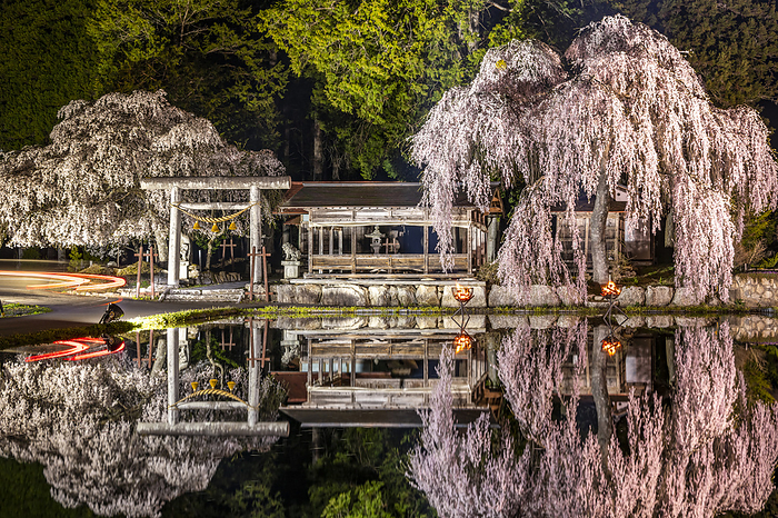 Light-up of weeping cherry tree at Shinmei Shrine in Aoya district, Gifu Prefecture