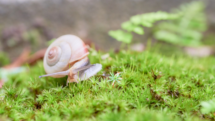 Close-up of a lone snail crawling on sand moss