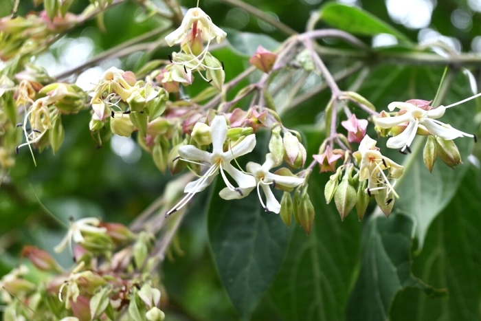 Flower of kusagi (stinkbush)