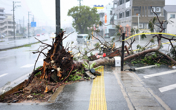 Typhoon Karnun, Typhoon No. 6, street trees toppled by strong winds Street trees toppled by Typhoon No. 6 s strong winds in Naha City, August 2, 2023  photo by Shinnosuke Kiyatake.