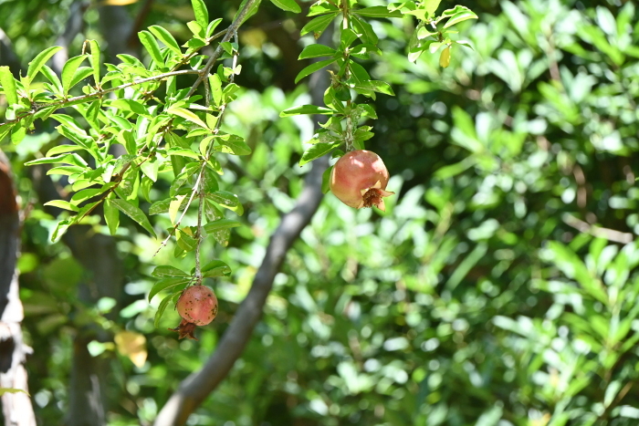 Pomegranate tree, berries are edible, bark is herbal medicine