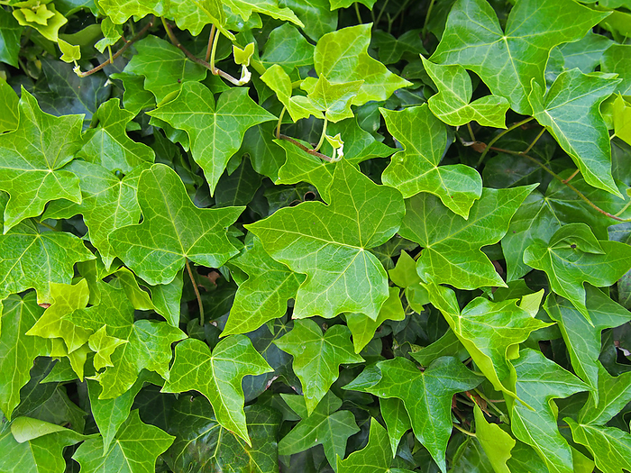 dense growth of bright green ivy in close up background image dense growth of bright green ivy in close up background image