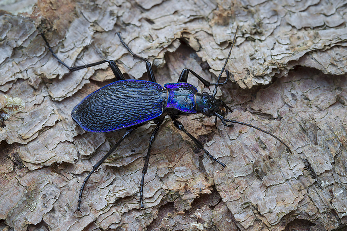 Blauvioletter Wald Laufkaefer, Carabus problematicus, beetle Blauvioletter Wald Laufkaefer, Carabus problematicus, beetle