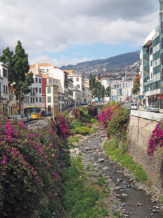 colorful flowers growing along the banks of an old river running alongside a street in santa luzia funchal in madeira colorful flowers growing along the banks of an old river running alongside a street in santa luzia funchal in madeira