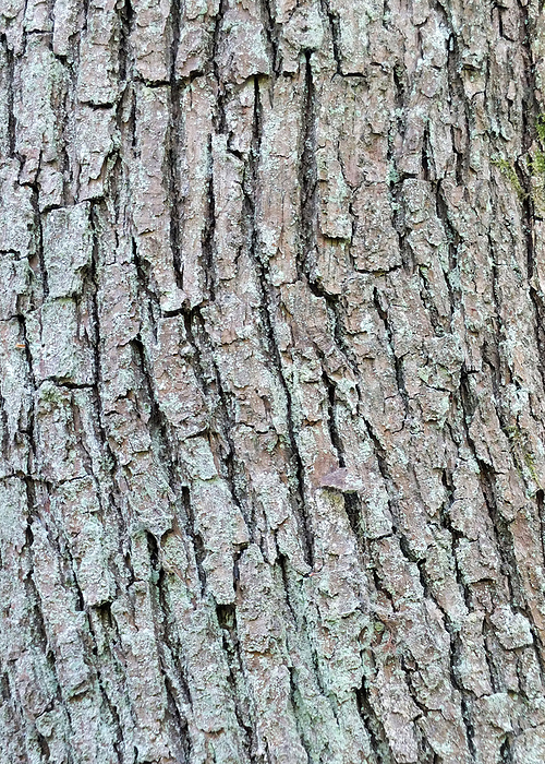 ash tree bark with cracks and texture ash tree bark with cracks and texture
