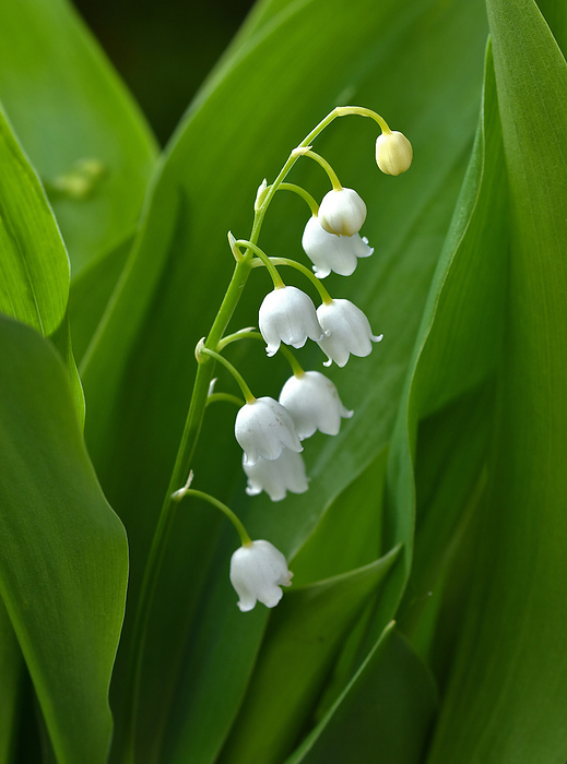 lily of the valley lily of the valley