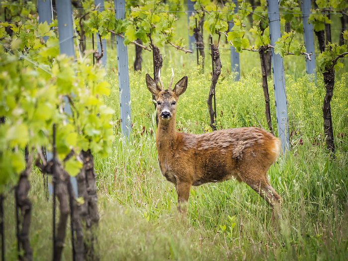 Roebuck at a vineyard in Austria Roebuck at a vineyard in Austria