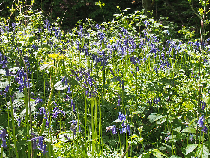 a close up of native british bluebells flowing in bright sunlight on a tangled woodland floor a close up of native british bluebells flowing in bright sunlight on a tangled woodland floor