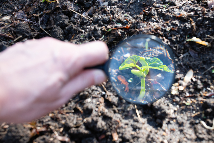 Magnifying a germinated crop sprout with a magnifying glass