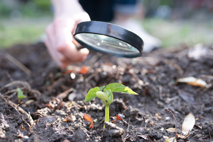 Magnifying a germinated crop sprout with a magnifying glass