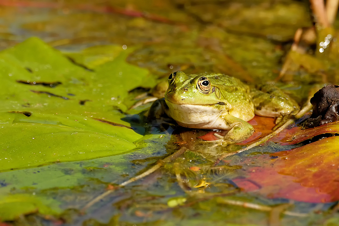 pond frog pond frog