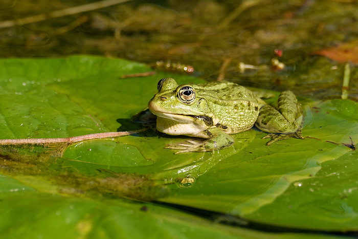 pond frog pond frog
