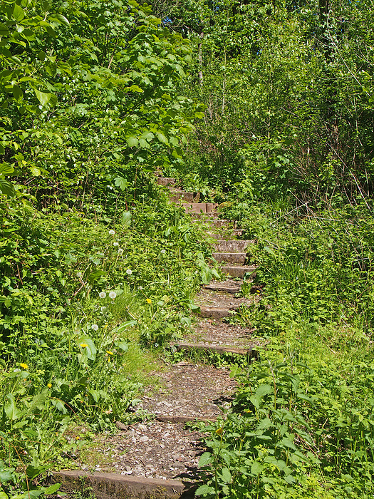 steps on a curved narrow path surrounded by bright green sunlit vegetation leading in dense woodland steps on a curved narrow path surrounded by bright green sunlit vegetation leading in dense woodland