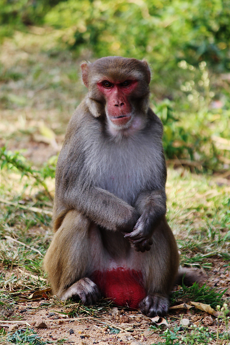 Male Monkey, Macaca mulatta sp, Hyderabad, Telangana, India Male Monkey, Macaca mulatta sp, Hyderabad, Telangana, India