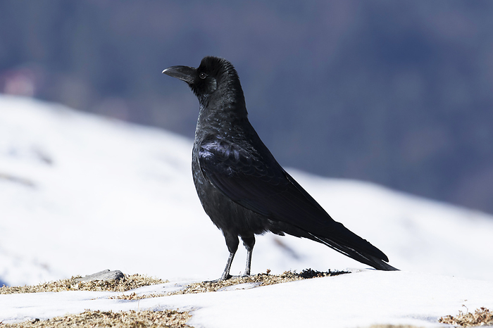 Long billed crow, Corvus macrorhynchos, Tungnath, Uttarakhand, India Long billed crow, Corvus macrorhynchos, Tungnath, Uttarakhand, India