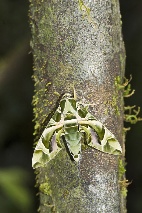 Oleander hawk moth or army green moth,  Daphnis nerii, Amboli, Maharashtra, India Oleander hawk moth or army green moth,  Daphnis nerii, Amboli, Maharashtra, India
