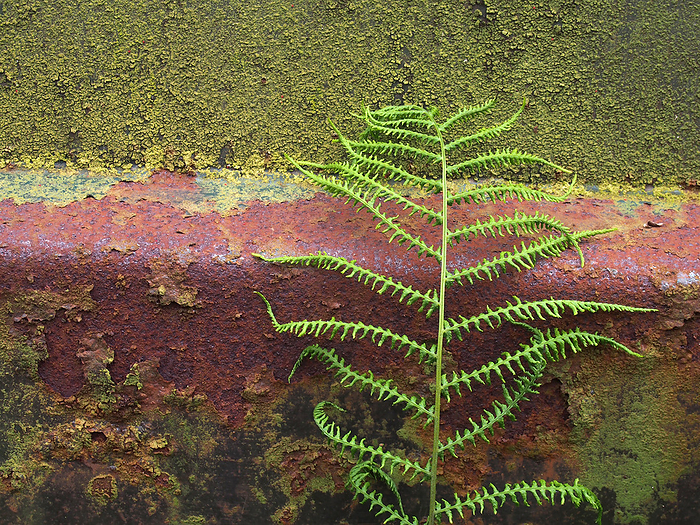 close up of an old rusty steel surface covered in green moss and algae with a fern growing against if close up of an old rusty steel surface covered in green moss and algae with a fern growing against if