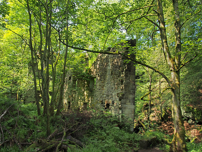 a ruined ancient stone building surrounded by green forest trees in bright sunlight originally called staups mill in west yorkshire a ruined ancient stone building surrounded by green forest trees in bright sunlight originally called staups mill in west yorkshire