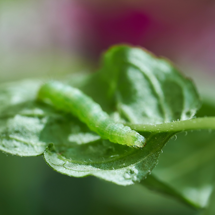 green caterpillar on a peppermint plant in summer green caterpillar on a peppermint plant in summer