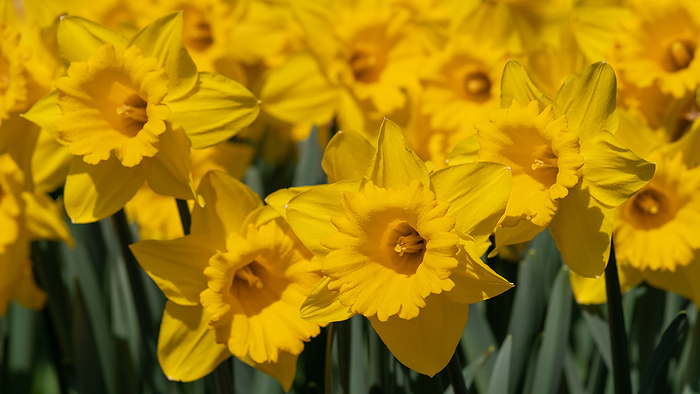 Daffodil, Narcissus pseudonarcissus Daffodil, Narcissus pseudonarcissus