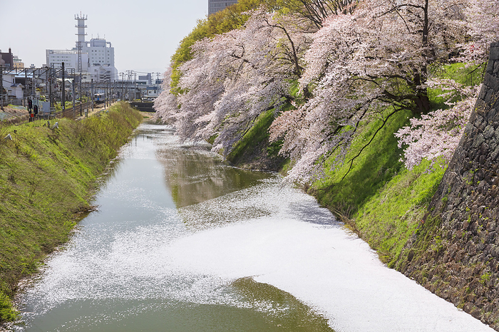 Cherry blossoms at Yamagata Castle and a regular train Yamagata Prefecture