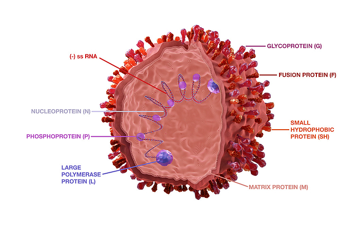 Spherical respiratory syncytial virus, illustration Spherical respiratory syncytial virus  RSV  particles, 3d illustration. RSV causes respiratory infections., by TUMEGGY SCIENCE PHOTO LIBRARY