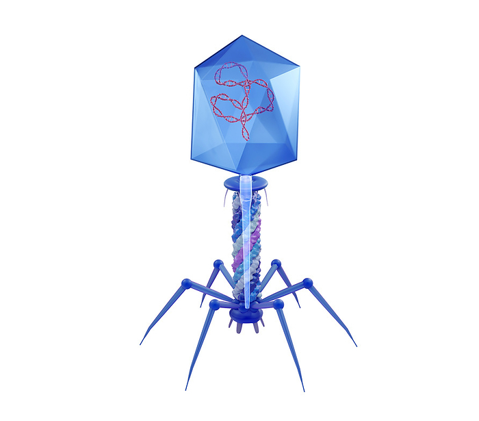 T4 bacteriophage, illustration T4 bacteriophage, illustration., by TUMEGGY SCIENCE PHOTO LIBRARY