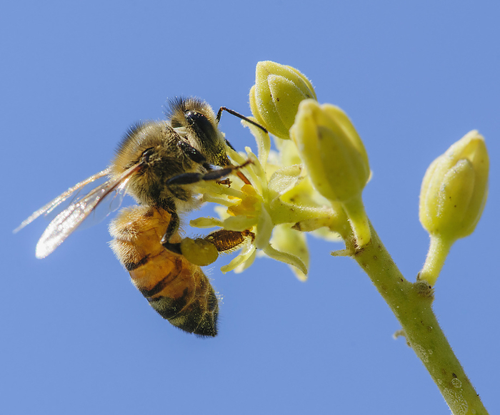 Honey bee on avocado blossom Honey bee collecting nectar from blossoms on an avocado plantation. Photographed in Israel in March., by PHOTOSTOCK ISRAEL SCIENCE PHOTO LIBRARY