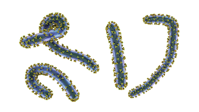 Marburg viruses, illustration Marburg viruses, computer illustration. This RNA  ribonucleic acid  virus is the cause of Marburg haemorrhagic fever. It belongs to the Filoviridae family., by KATERYNA KON SCIENCE PHOTO LIBRARY