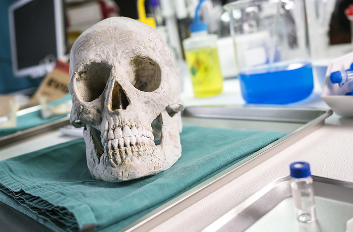 Adult skull in forensics lab Adult skull in forensics lab., by DIGICOMPHOTO SCIENCE PHOTO LIBRARY