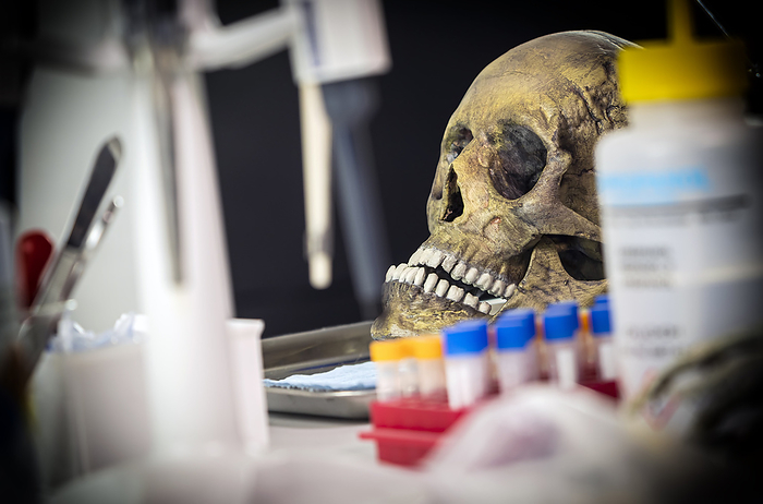 Adult skull in forensics lab Adult skull in forensics lab., by DIGICOMPHOTO SCIENCE PHOTO LIBRARY