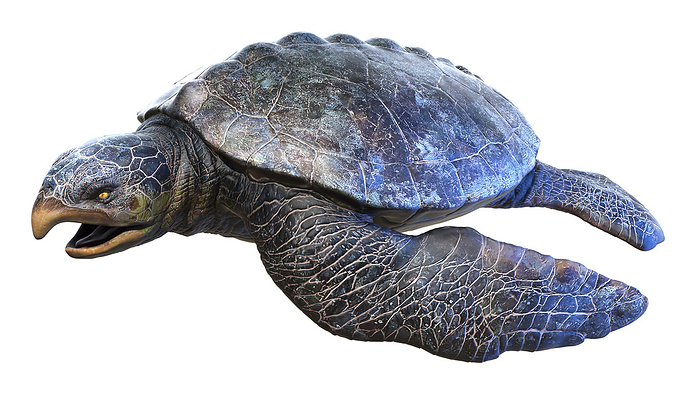 Archelon prehistoric turtle, illustration Illustration of a Archelon prehistoric marine turtle., by SEBASTIAN KAULITZKI SCIENCE PHOTO LIBRARY