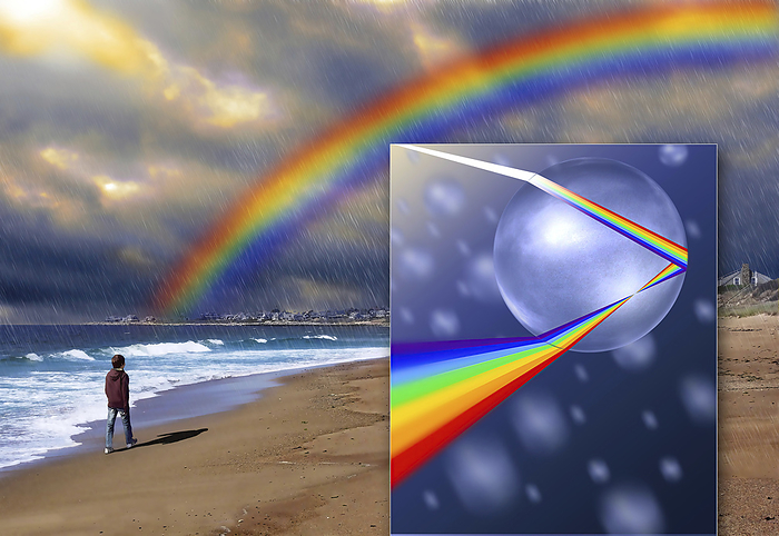 Rainbow, illustration Rainbow, illustration. Rainbows occur when the observer is facing falling rain but with the Sun behind them. White light is reflected inside the raindrops  close up at right  and split into its component colours by refraction., by GREGOIRE CIRADE SCIENCE PHOTO LIBRARY