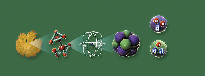 Structure of matter, illustration Structure of matter. Illustration showing how objects, such as a leaf  left  are composed of molecules  second from left , which are made up of atoms  centre . Each atom has an atomic nucleus  second from right  that is composed of protons  purple  and neutrons  green . Each proton is made up of two up  red  and one down  blue  quark and each neutron is made up of two down and one up quark., by GREGOIRE CIRADE SCIENCE PHOTO LIBRARY