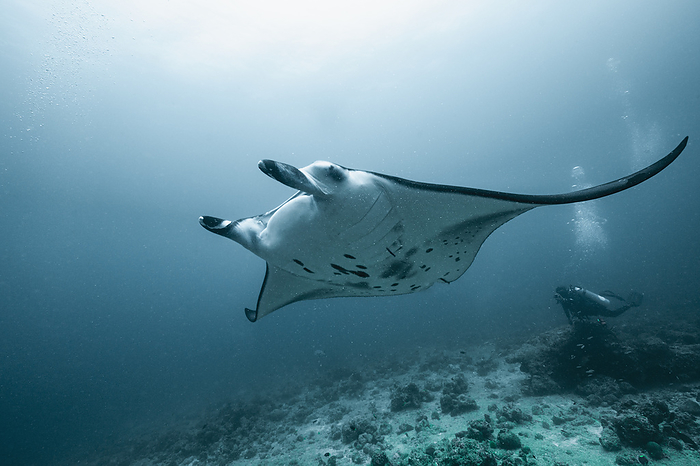 Manta ray swimming past diver in the Maldives