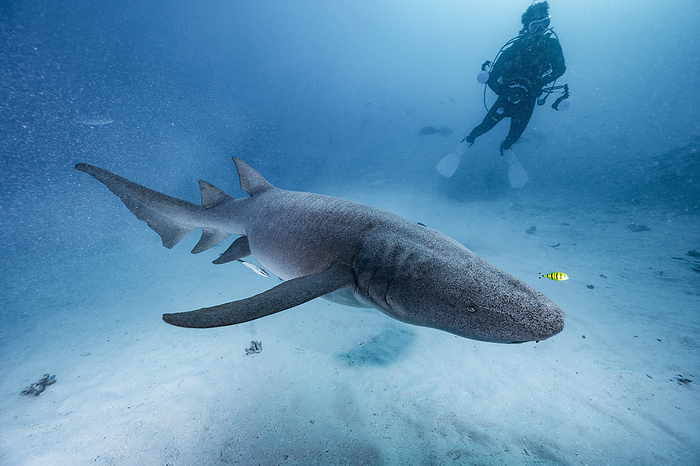 diver with grey nurse shark in the Maldives