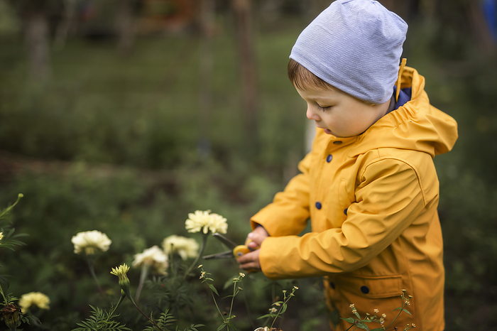 Boy in yellow raincoat cutting down white marigolds flowers in g