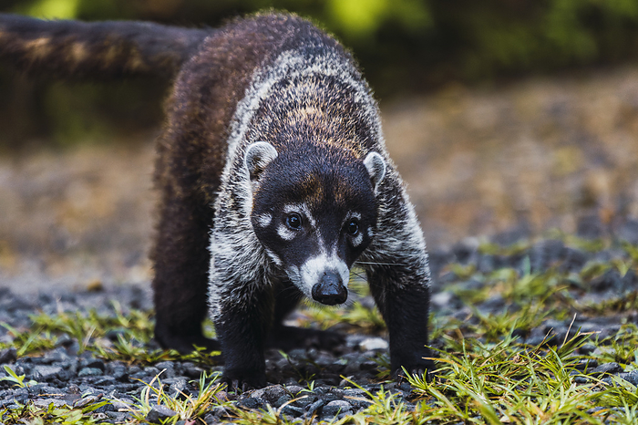 Coati standing on pebbles in forest