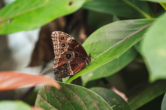 Brown butterfly sitting on leaf in forest