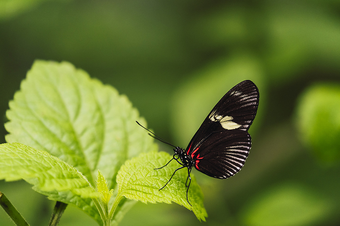 Sara longwing butterfly sitting on fresh green leaf in forest